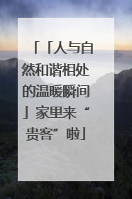 「人与自然和谐相处的温暖瞬间」家里来“贵客”啦