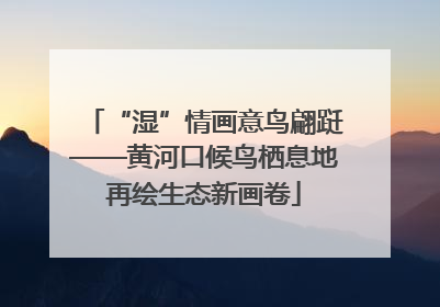“湿”情画意鸟翩跹——黄河口候鸟栖息地再绘生态新画卷
