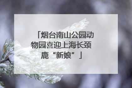 烟台南山公园动物园喜迎上海长颈鹿“新娘”