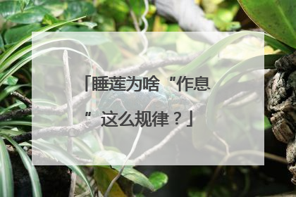 睡莲为啥“作息”这么规律？