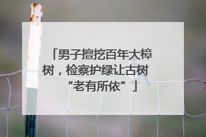 男子擅挖百年大樟树，检察护绿让古树“老有所依”
