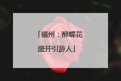 福州：醉蝶花盛开引游人