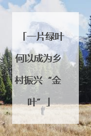 一片绿叶何以成为乡村振兴“金叶”