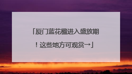 厦门蓝花楹进入盛放期！这些地方可观赏→