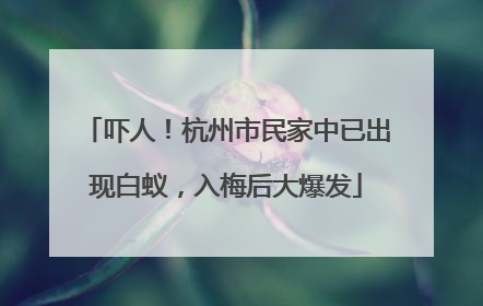 吓人！杭州市民家中已出现白蚁，入梅后大爆发