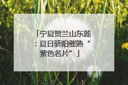 宁夏贺兰山东麓：夏日骄阳催熟“紫色名片”