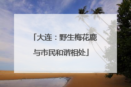 大连：野生梅花鹿与市民和谐相处