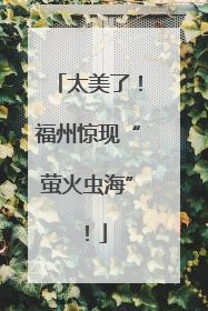 太美了！福州惊现“萤火虫海”！