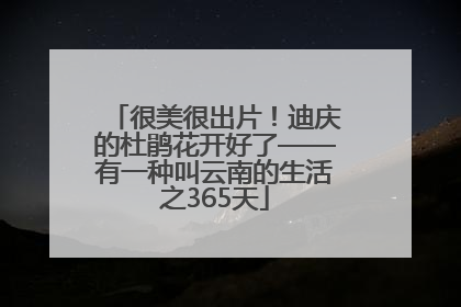 很美很出片！迪庆的杜鹃花开好了——有一种叫云南的生活之365天