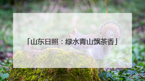 山东日照：绿水青山飘茶香