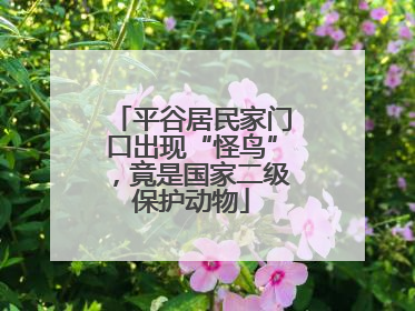 平谷居民家门口出现“怪鸟”，竟是国家二级保护动物