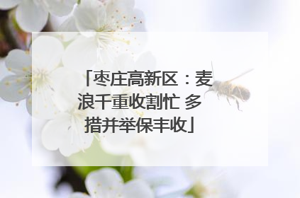 枣庄高新区：麦浪千重收割忙 多措并举保丰收