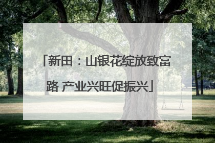 新田：山银花绽放致富路 产业兴旺促振兴