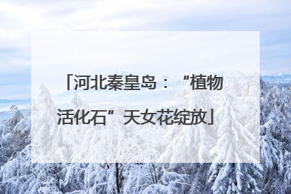 河北秦皇岛：“植物活化石”天女花绽放