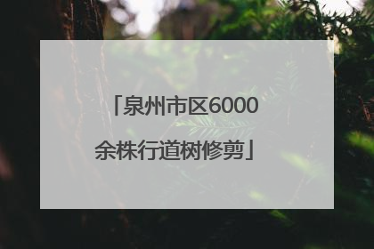 泉州市区6000余株行道树修剪