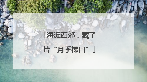 海淀西郊，藏了一片“月季梯田”