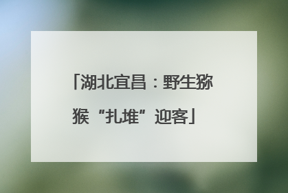 湖北宜昌：野生猕猴“扎堆”迎客