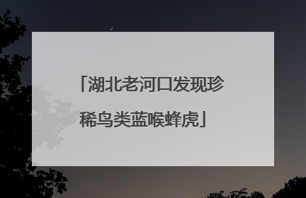 湖北老河口发现珍稀鸟类蓝喉蜂虎
