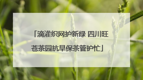 滴灌织网护新绿 四川旺苍茶园抗旱保茶管护忙