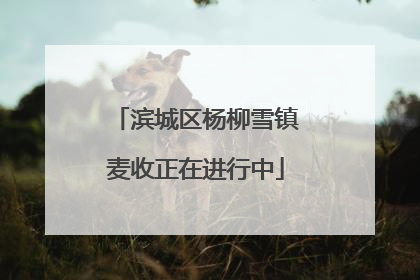 滨城区杨柳雪镇麦收正在进行中