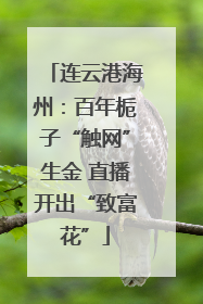 连云港海州：百年栀子“触网”生金 直播开出“致富花”