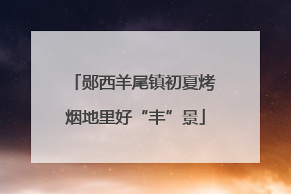 郧西羊尾镇初夏烤烟地里好“丰”景
