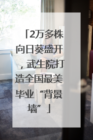 2万多株向日葵盛开，武生院打造全国最美毕业“背景墙”